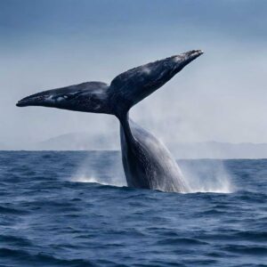 Read more about the article Exploring the 3 Fascinating Symbolism of Whales: Mythology, Religion, and Modern Perspectives