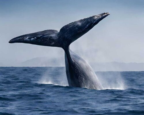 Exploring the 3 Fascinating Symbolism of Whales: Mythology, Religion, and Modern Perspectives